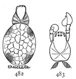 Figs. 482, 483. Dictyna
cruciata.—482, female
enlarged eight times.
483, cephalothorax and
palpi.