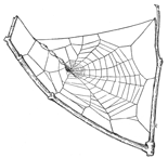 Fig. 497. Web of old Uloborus. The spider
is in the middle and at the left are three
egg cocoons. One-third the real size.