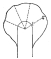 Fig. 196—Relation of cirque wall to trough’s end at the
head of a glaciated valley. The ratio of the inner to the outer radius
is 1:4.