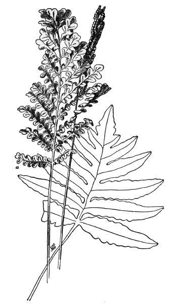 SENSITIVE FERN