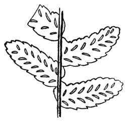 Portion of fertile frond