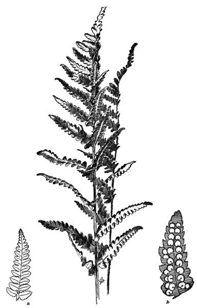 PLATE XXIX
CRESTED SHIELD FERN