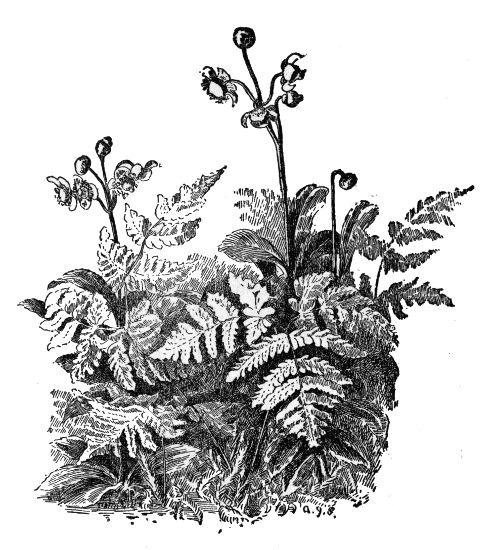 PLATE XXXVI
OAK FERN