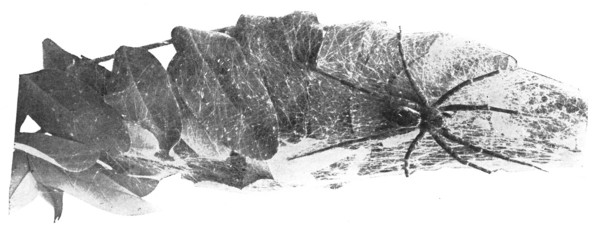 Fig. 110. Nursery of Dolomedes.