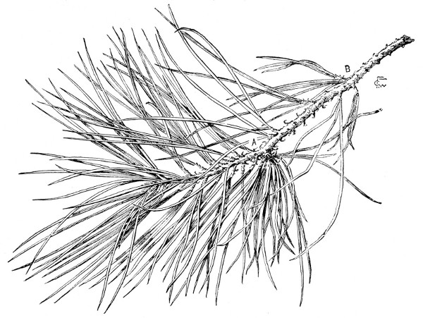 Fig. 234. Shoot of common pitch pine. One-half natural size.