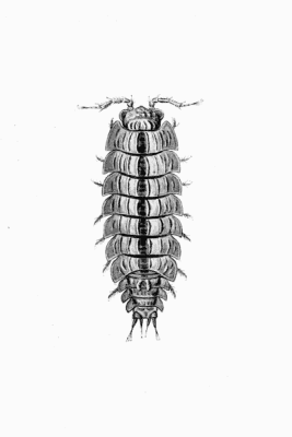 Plate VII Haplophthalmus mengii