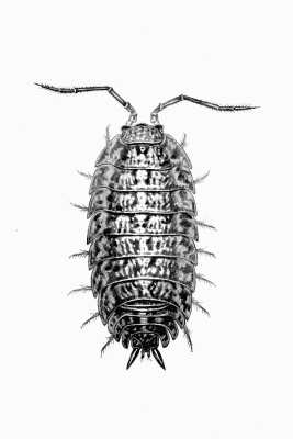 Plate XVI Porcellio rathkei