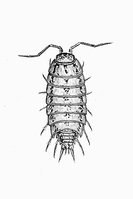 Plate XX Metoponorthus cingendus