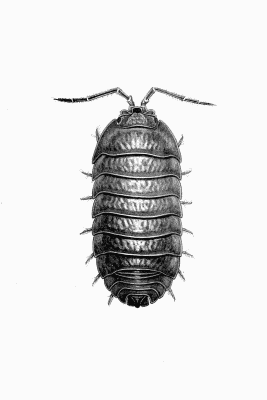 Plate XXII Armadillidium nasatum