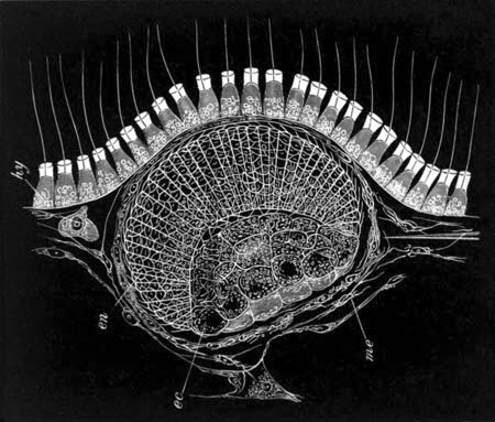 Larva of Sycandra raphanus