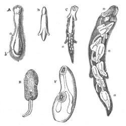 Metamorphosis of the Distome