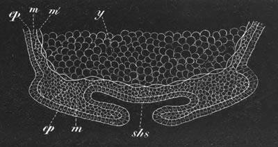 Section of an embryo Loligo