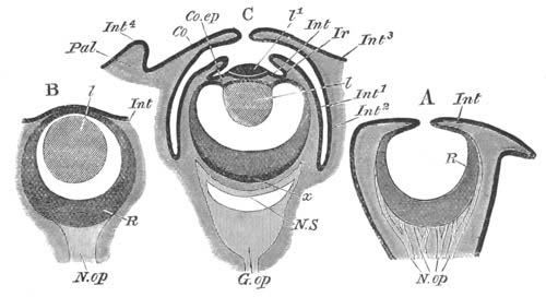 Eyes of Mollusca