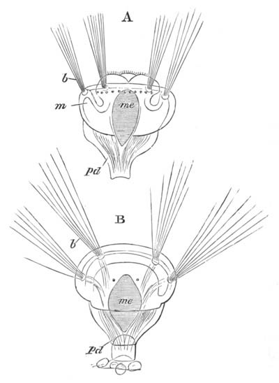 Two stages of Argiope