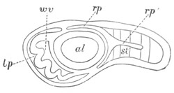 Section through an Antedon larva