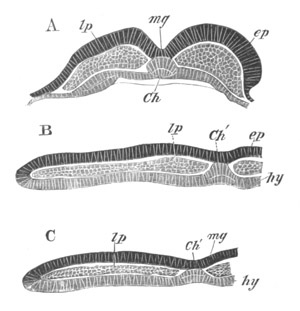 Illustration: Figure 25