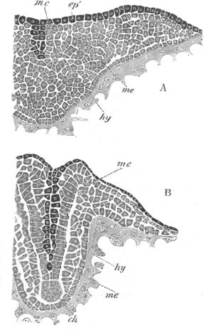 Illustration: Figure 32