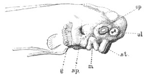 Illustration: Figure 54