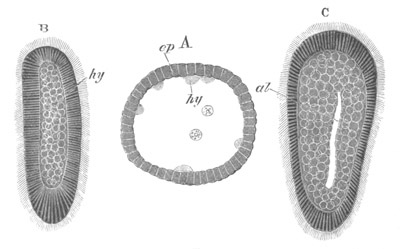 Illustration: Figure 216