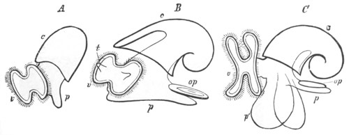 Illustration: Figure 219