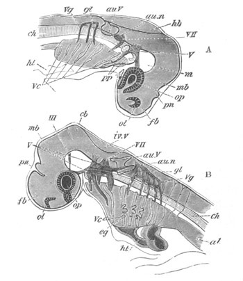 Illustration: Figure 271