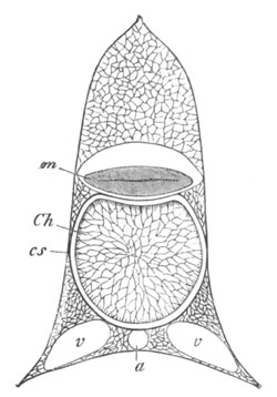 Illustration: Figure 315