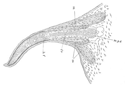 Illustration: Figure 346