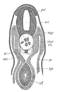 Illustration: Figure 377