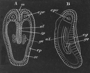 Illustration: Figure 409