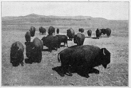 Buffaloes