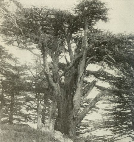 cedars