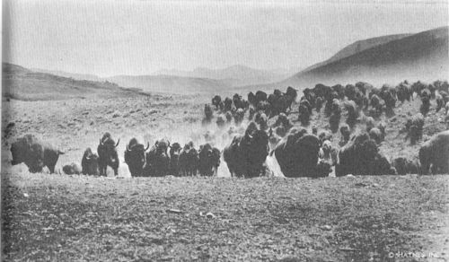 A part of Yellowstone’s buffalo herd