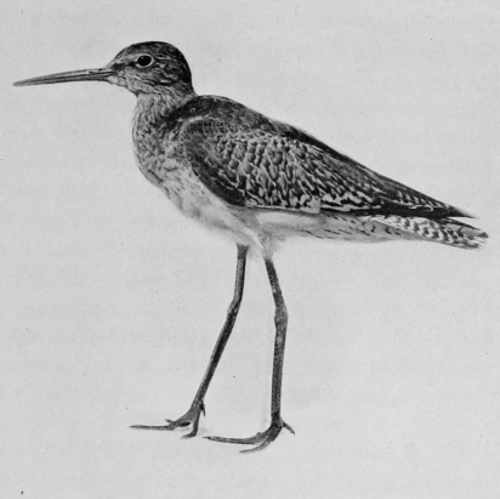 THE REDSHANK. (TOTANUS CALIDRIS)