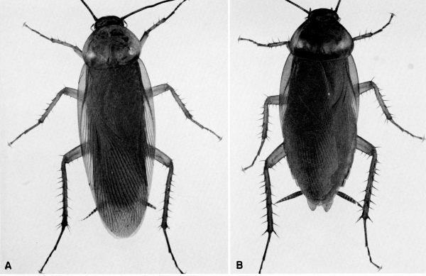 Periplaneta americana.