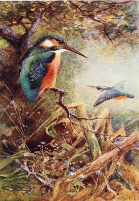 COMMON KINGFISHER