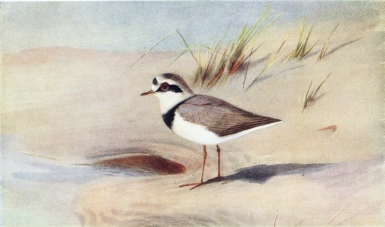 RINGED-PLOVER