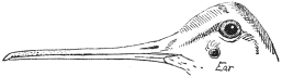 Fig. 7.

Head of Woodcock, to show the position of the Ear.