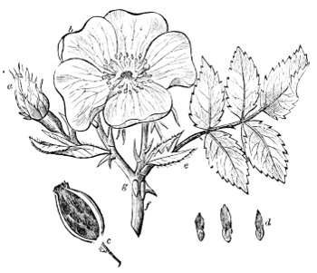 Fig. 20.—Rosa Fosteri.