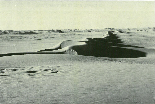 Linear dunes in the Western Desert of Egypt (photograph by Carol Breed).