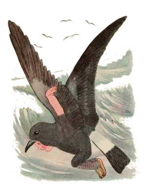 Stormy Petrel