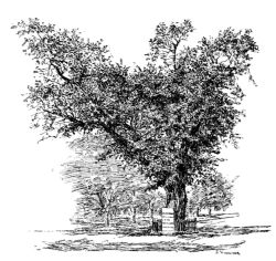 elm