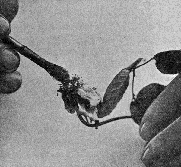 transferring rose pollen with a brush