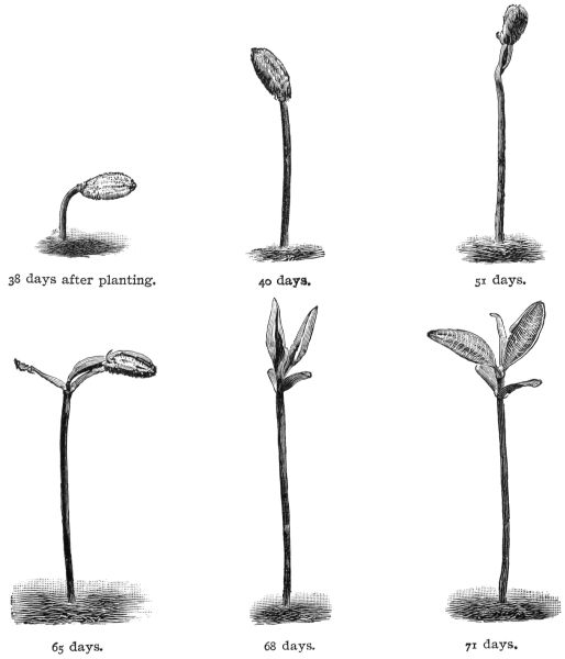 Observation of Growing Seeds in Hot-houses of M. Mariani