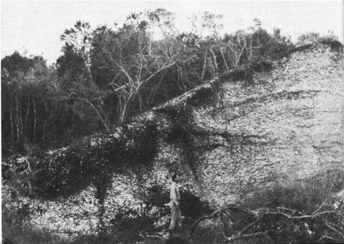 Shellfish Eater campsites were gradually raised on mounds of their own shell refuse, sometimes even larger than this. Courtesy Florida Board of Parks and Historic Memorials.