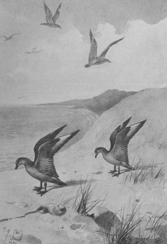 Great Skuas: Nuptial Flight and Pose.