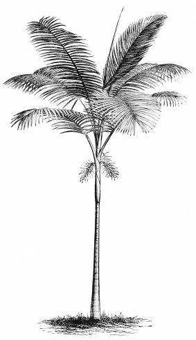 Image not available: SEAFORTHIA ELEGANS.

Conservatory Palm; standing well in the open air in summer.