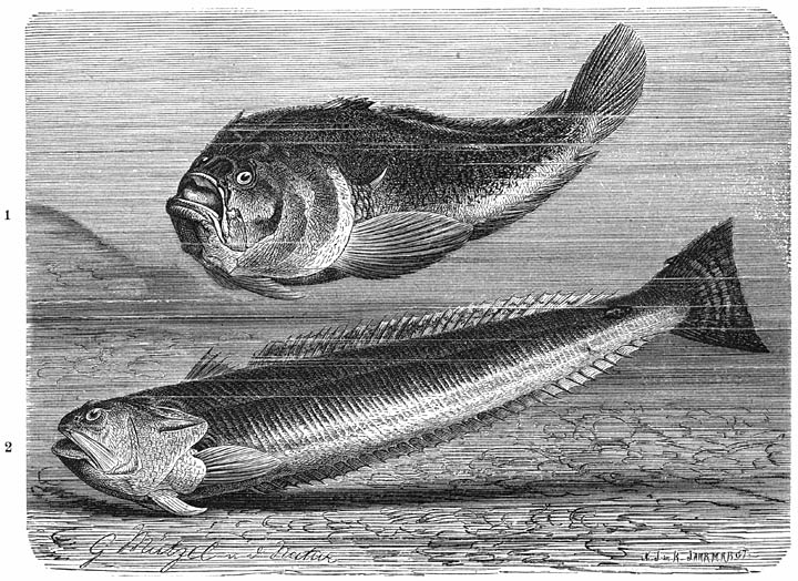 1) Sterrenkijker (Uranoscopus scaber), 2) Pieterman (Trachinus draco). ⅓ v. d. ware grootte.