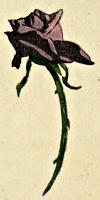 A rose