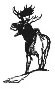 A bull moose