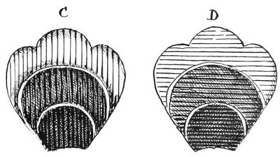 Diagrams C and D